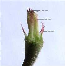  Young  Flower
